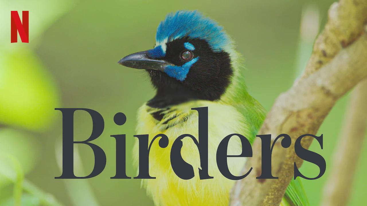 Birders